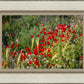 Plate 3 - Poppy Mix Judean Wilderness
