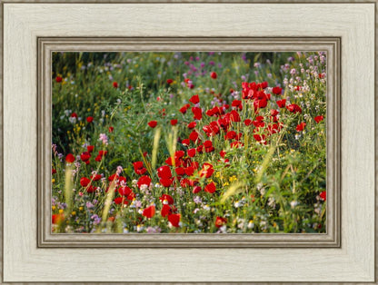 Plate 3 - Poppy Mix Judean Wilderness