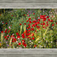 Plate 3 - Poppy Mix Judean Wilderness