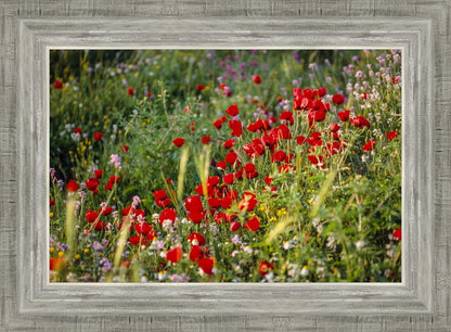 Plate 3 - Poppy Mix Judean Wilderness