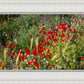 Plate 3 - Poppy Mix Judean Wilderness