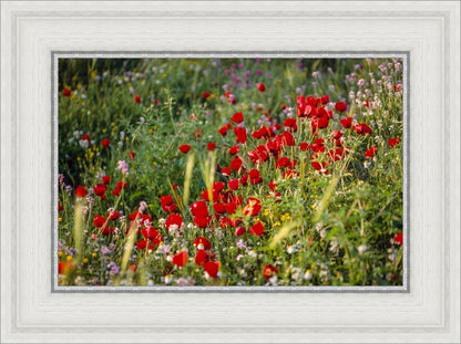 Plate 3 - Poppy Mix Judean Wilderness