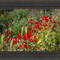 Plate 3 - Poppy Mix Judean Wilderness
