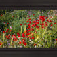 Plate 3 - Poppy Mix Judean Wilderness