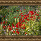 Plate 3 - Poppy Mix Judean Wilderness