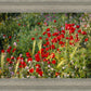 Plate 3 - Poppy Mix Judean Wilderness