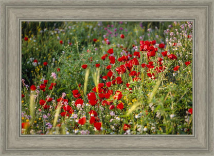 Plate 3 - Poppy Mix Judean Wilderness
