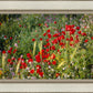 Plate 3 - Poppy Mix Judean Wilderness