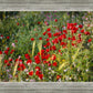 Plate 3 - Poppy Mix Judean Wilderness