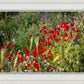 Plate 3 - Poppy Mix Judean Wilderness