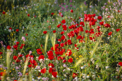 Plate 3 - Poppy Mix Judean Wilderness