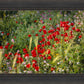 Plate 3 - Poppy Mix Judean Wilderness