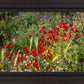 Plate 3 - Poppy Mix Judean Wilderness