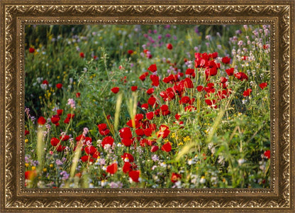 Plate 3 - Poppy Mix Judean Wilderness