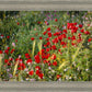 Plate 3 - Poppy Mix Judean Wilderness