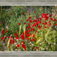 Plate 3 - Poppy Mix Judean Wilderness