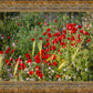 Plate 3 - Poppy Mix Judean Wilderness