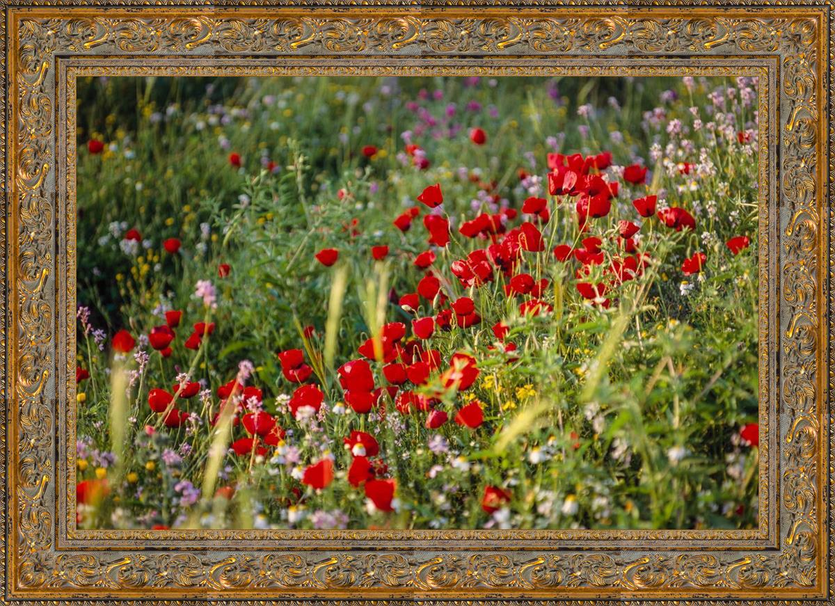 Plate 3 - Poppy Mix Judean Wilderness