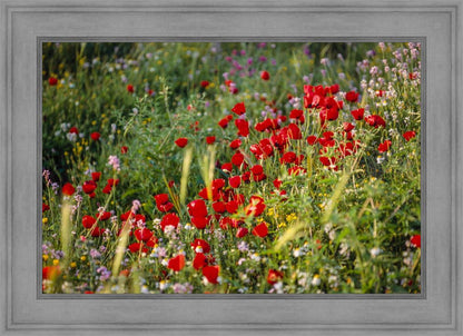 Plate 3 - Poppy Mix Judean Wilderness