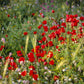 Plate 3 - Poppy Mix Judean Wilderness