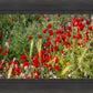 Plate 3 - Poppy Mix Judean Wilderness