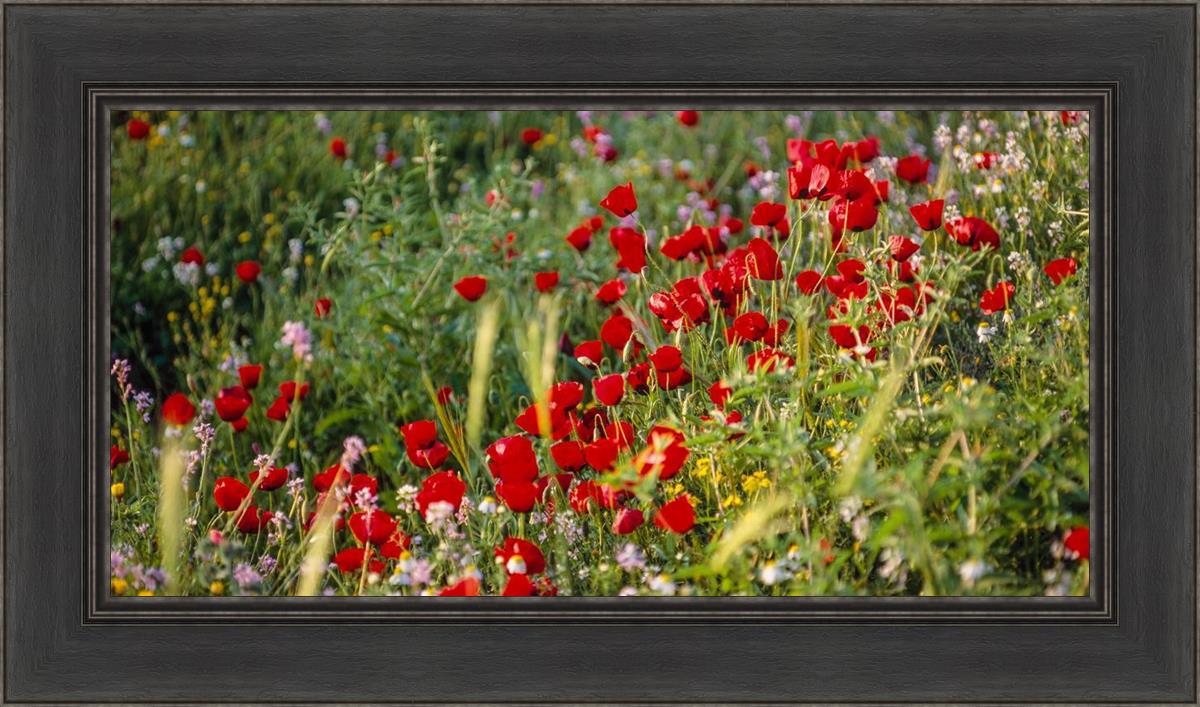 Plate 3 - Poppy Mix Judean Wilderness