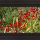 Plate 3 - Poppy Mix Judean Wilderness
