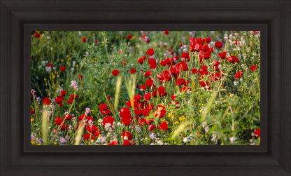 Plate 3 - Poppy Mix Judean Wilderness