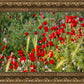 Plate 3 - Poppy Mix Judean Wilderness