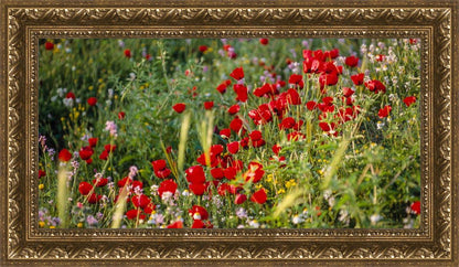 Plate 3 - Poppy Mix Judean Wilderness