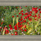 Plate 3 - Poppy Mix Judean Wilderness