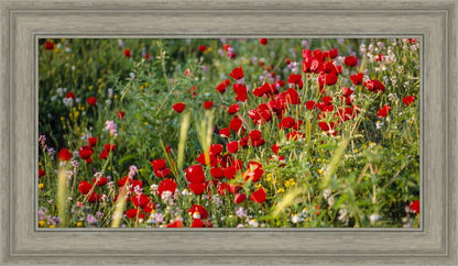 Plate 3 - Poppy Mix Judean Wilderness