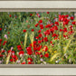 Plate 3 - Poppy Mix Judean Wilderness