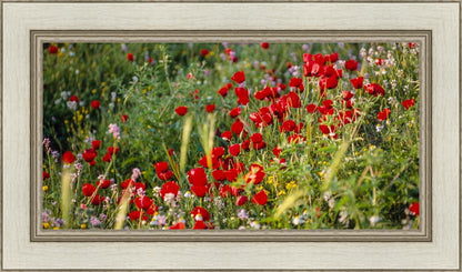 Plate 3 - Poppy Mix Judean Wilderness