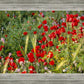Plate 3 - Poppy Mix Judean Wilderness