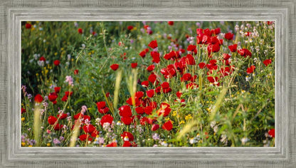 Plate 3 - Poppy Mix Judean Wilderness