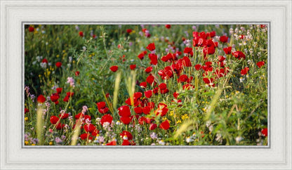 Plate 3 - Poppy Mix Judean Wilderness