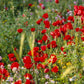 Plate 3 - Poppy Mix Judean Wilderness