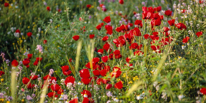 Plate 3 - Poppy Mix Judean Wilderness