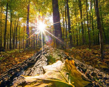 Plate 4 - Suddenly a Light Descended!