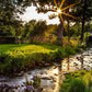 Plate 4 - Downham Spring Brook at Sunset
