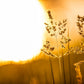 Plate 3 - Spring Brook Grasses
