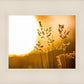 Plate 3 - Spring Brook Grasses