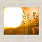 Plate 3 - Spring Brook Grasses
