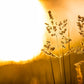 Plate 3 - Spring Brook Grasses