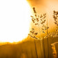 Plate 3 - Spring Brook Grasses