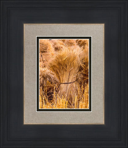 Plate 1 - Guatemala Highlands Shock of Wheat