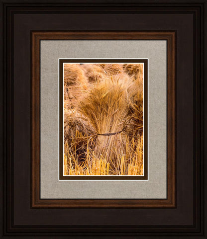 Plate 1 - Guatemala Highlands Shock of Wheat