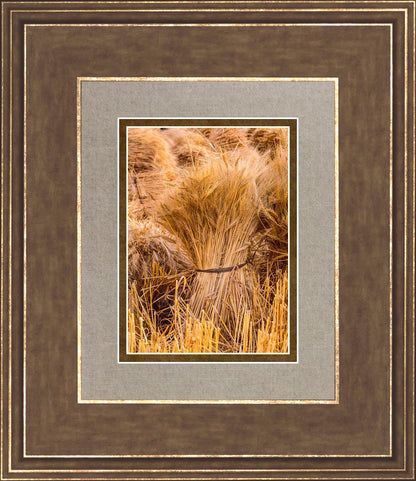 Plate 1 - Guatemala Highlands Shock of Wheat