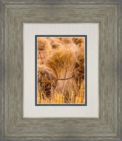 Plate 1 - Guatemala Highlands Shock of Wheat